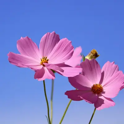 Pink cosmos flowers against a clear blue sky
